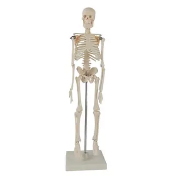 Модел на детския скелет, биологичен технологичен инструмент, учебни помагала по естествознанию, 42 см., безплатна доставка